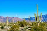 Arizona desert cactus saguaro