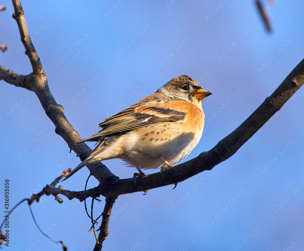 Fototapeta premium Brambling perched on a twig