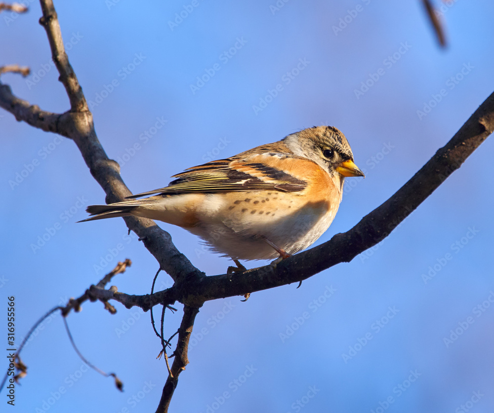 Fototapeta premium Brambling perched on a twig