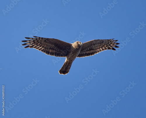 Ural owl in flight