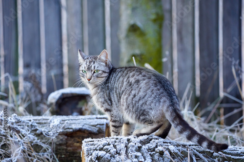 Fototapeta Naklejka Na Ścianę i Meble -  Grey cat with green eyes