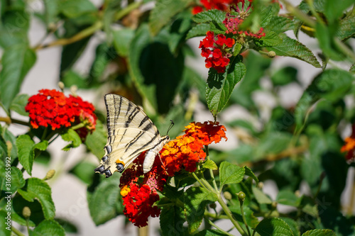 Butterfly Podalirius (Swallowtail Swallowtail) drinks nectar from a red lantana flower photo