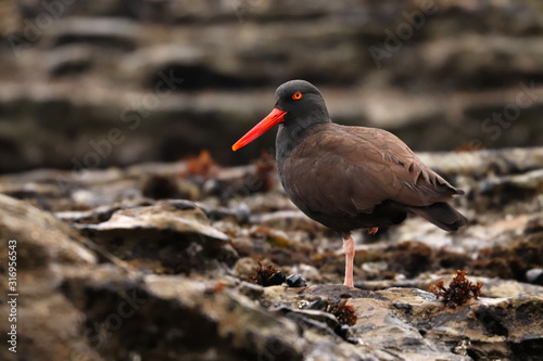 Black oystercatcher (Haematopus bachmani) along Pacific Coast of North America