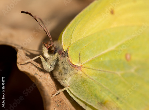 detail of clouded yellow or sulphur butterfly photo