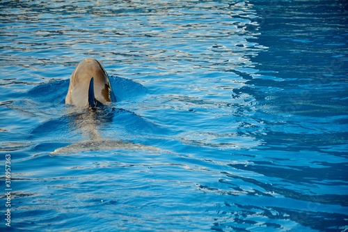 one dolphin in blue water