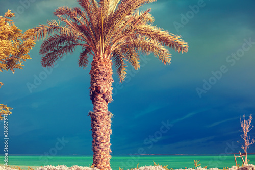 Palm trees on the beach of the Dead Sea on a background of the dramatic sky. Natural landscape © vvvita