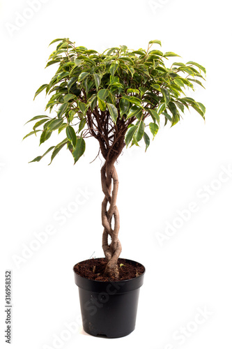 ficus benjamina houseplant