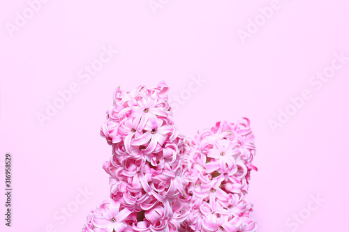 beautiful pink hyacinth inflorescences close-up. spring flowers are a minimal concept. selective focus