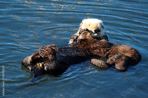 Endangered sea otter (Enhydra lutris) mother holding baby pup
