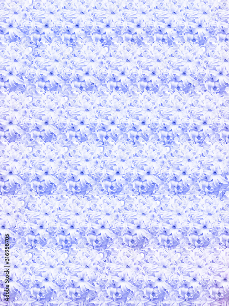 Obraz premium a solid pattern of fresh flowers of the hyacinth, tinted in blue. spring concept, vertical frame