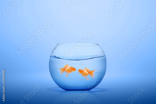 Goldfish in the fishbowl