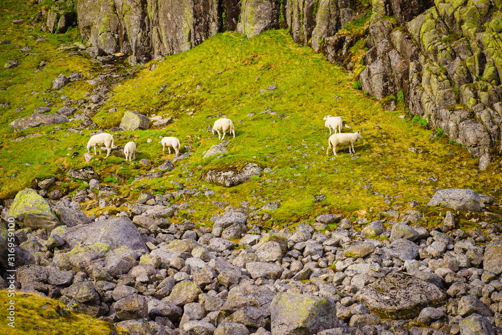 Fototapeta premium Sheeps on meadow in Norway