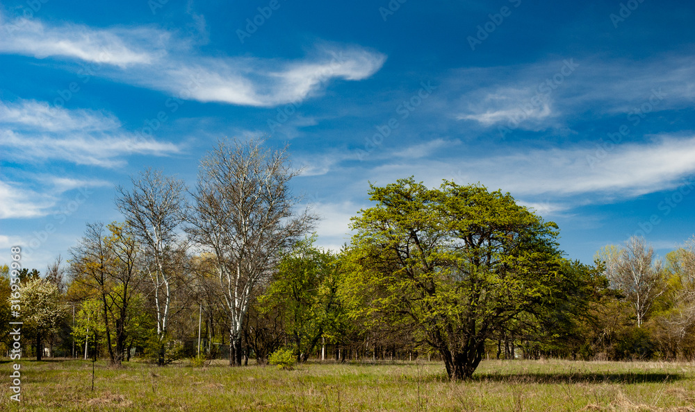 Obraz premium Beautiful autumn landscape of trees with leaves