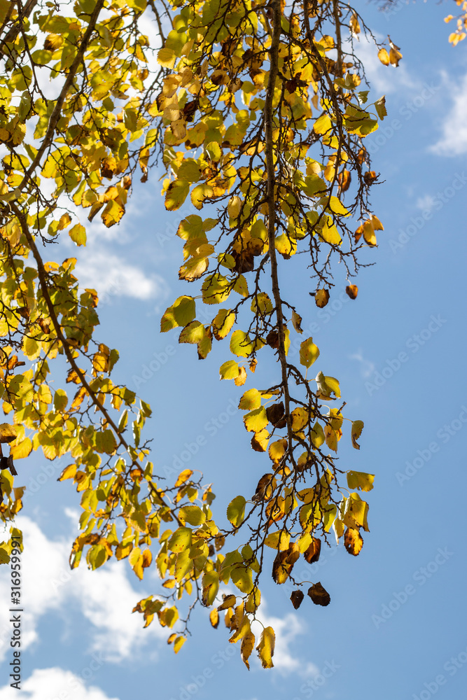 Obraz premium beautiful autumn tree branches