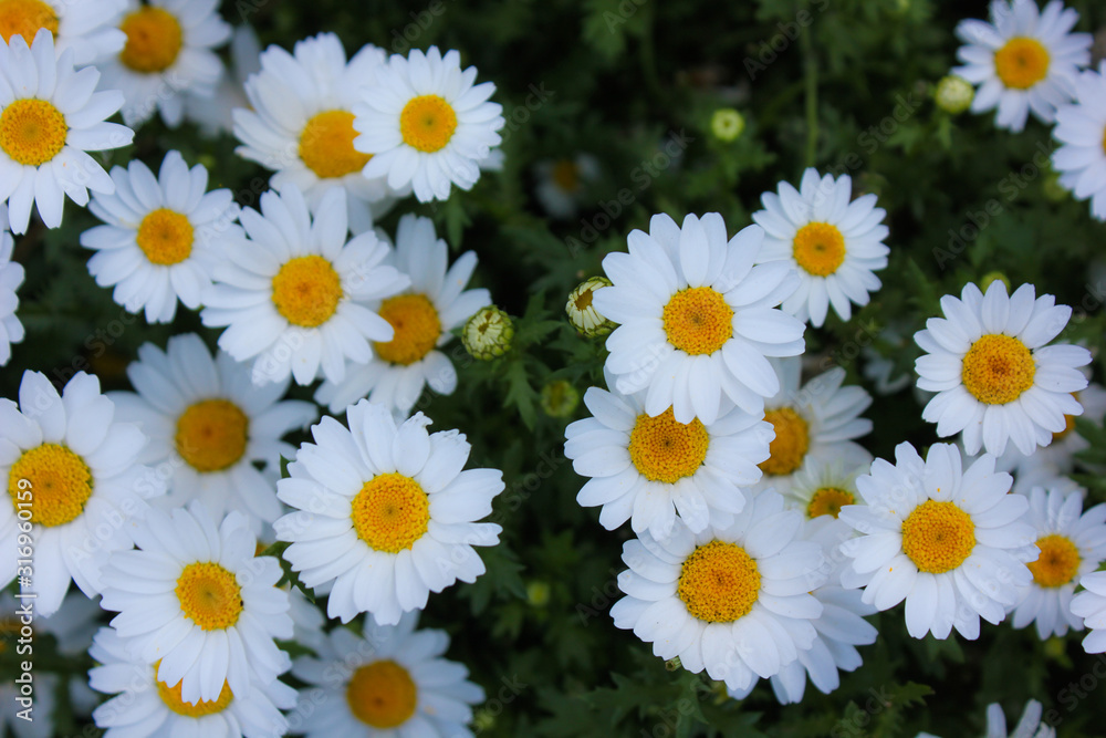 Obraz premium daisy