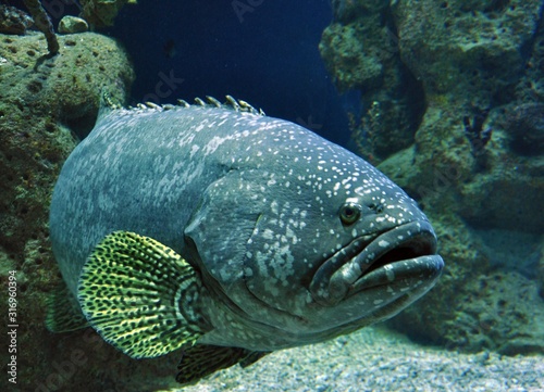 Tropische Fische im Haus des Meeres Wien