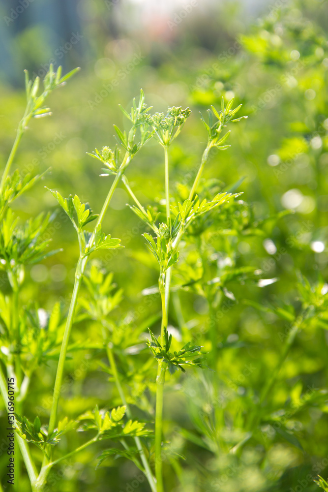 Floral nature background. Green fresh parsley growing in the garden bed. Floral nature background. Green fresh parsley growing in the garden bed.