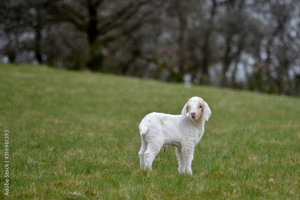 white baby goat in meadow