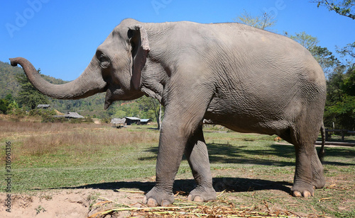 Happy asian elephant