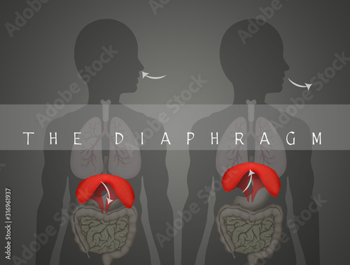 how the diaphragm works in breathing photo