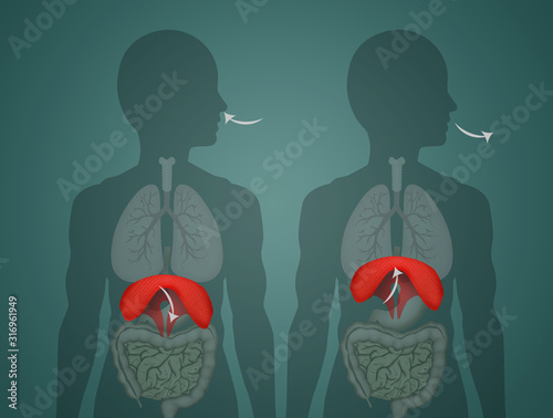 how the diaphragm works in breathing