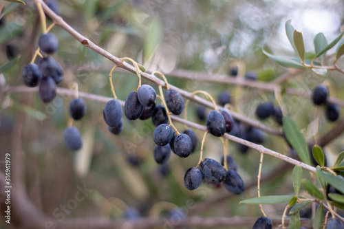 branch of black olives