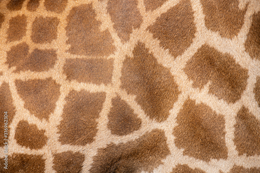 Close up of a giraffe skin pattern. Close up of a giraffe skin pattern.