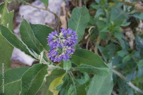 Flowers in the garden