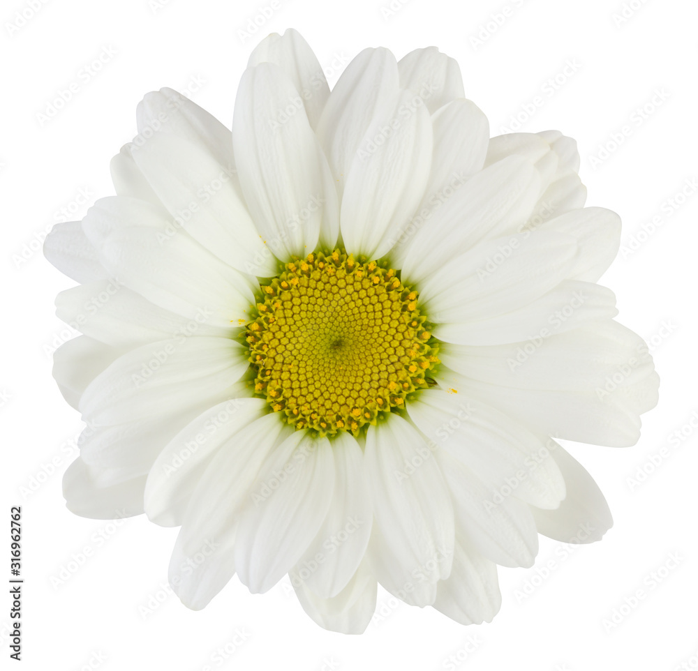 Lovely white Daisy (Marguerite) isolated on white background, including clipping path. Lovely white Daisy (Marguerite) isolated on white background, including clipping path.