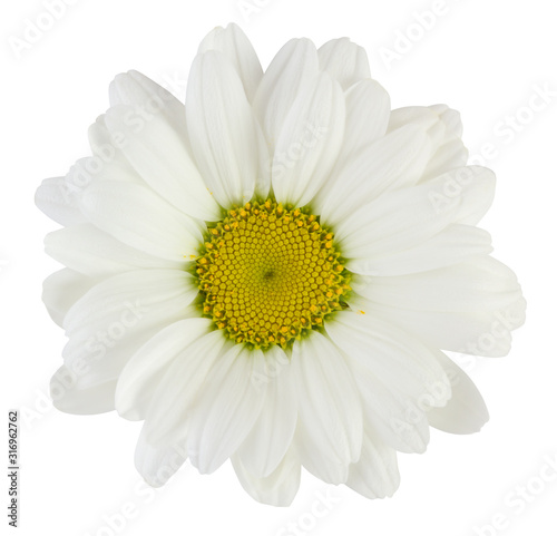 Lovely white Daisy  Marguerite  isolated on white background  including clipping path.