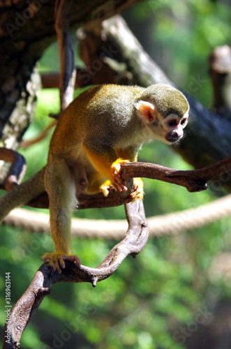 Squirrel monkey on a tree - Saimiri