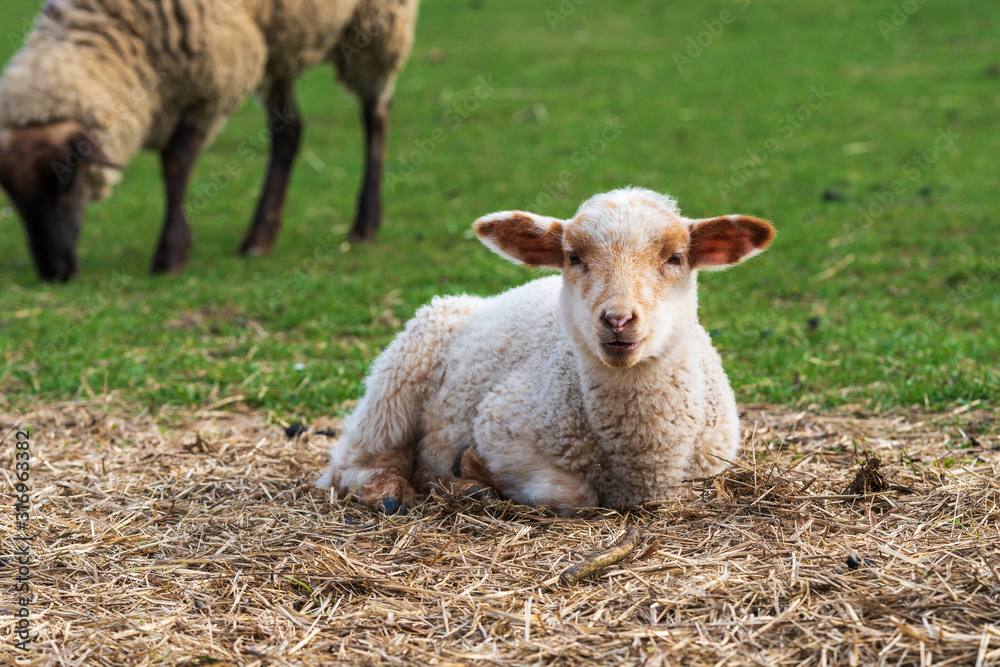 Close-up portrait of one little white and brown lamb sitting on straw on a green meadow and curiously looking at the camera. Concept of free-range husbandry, animal welfare, spring or Easter season Close-up portrait of one little white and brown lamb sitting on straw on a green meadow and curiously looking at the camera. Concept of free-range husbandry, animal welfare, spring or Easter season