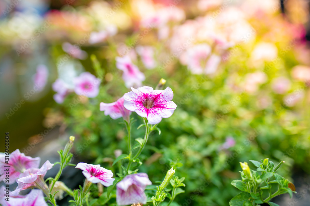 Obraz premium Small pink flower natural background.