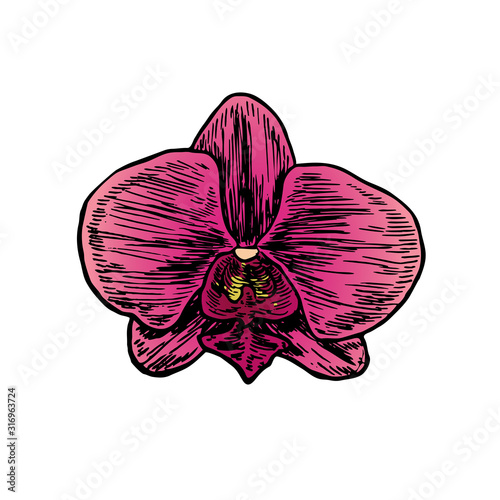 Phalaenopsis orchid pink flower  hand drawn doodle color sketch  vector illustration