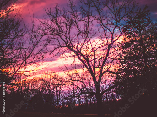 Colorful pastel clouds in gradient sky with big tree and forest silhouette
