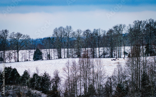 Snow covered winter pastures in the country between rows of trees with cows in the distance on the farm in Tennessee