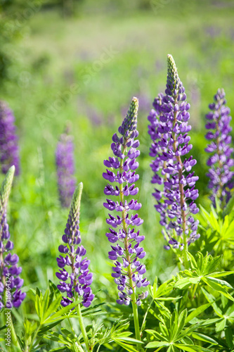 Wild lupines growing near the forest