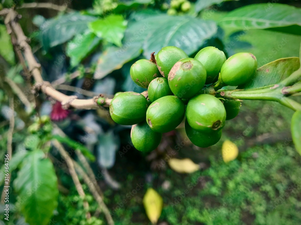 Coffee Cherries (Fusagasuga, Colombia)