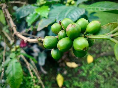 Coffee Cherries (Fusagasuga, Colombia) (ID: 316964756)