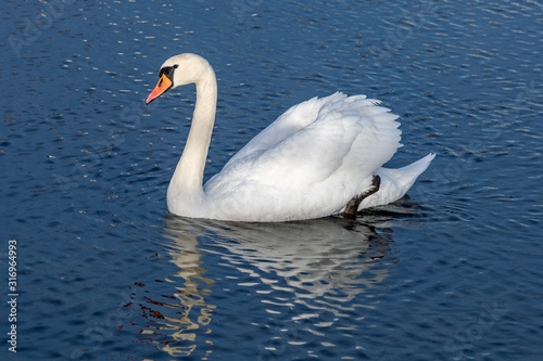 White swan on blue lake.