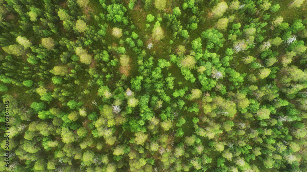 Aerial top view of summer green trees in forest in rural Finland. Drone photography