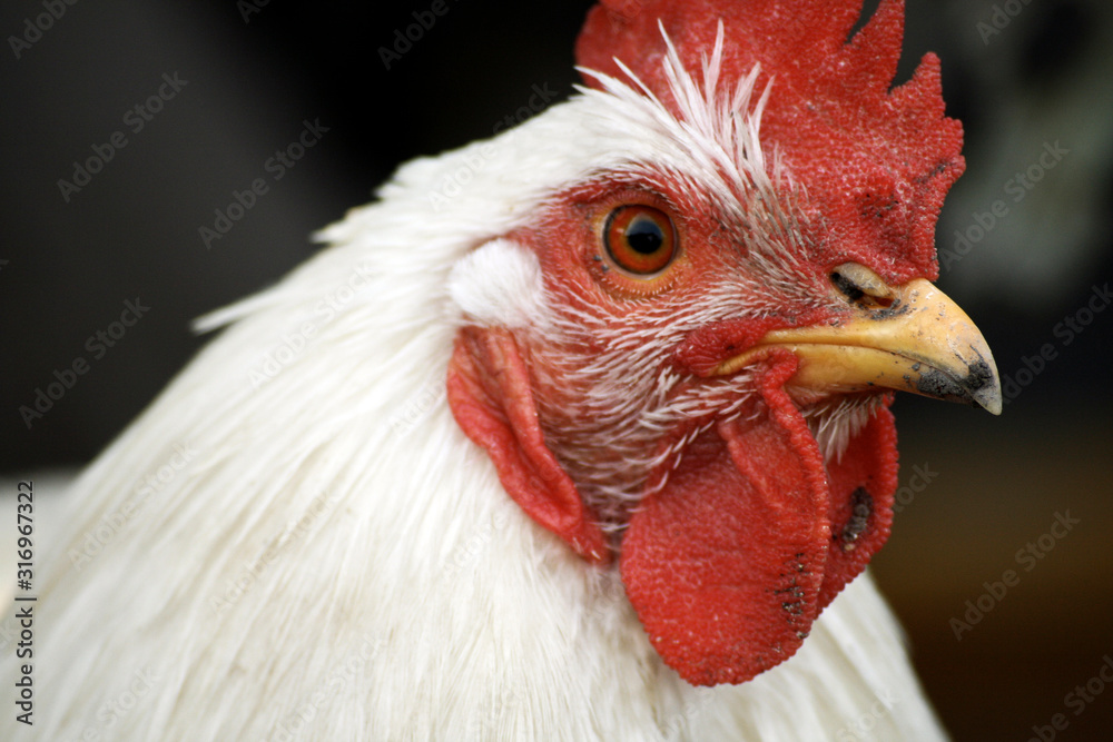 Close up shot of a rooster in a poultry farm