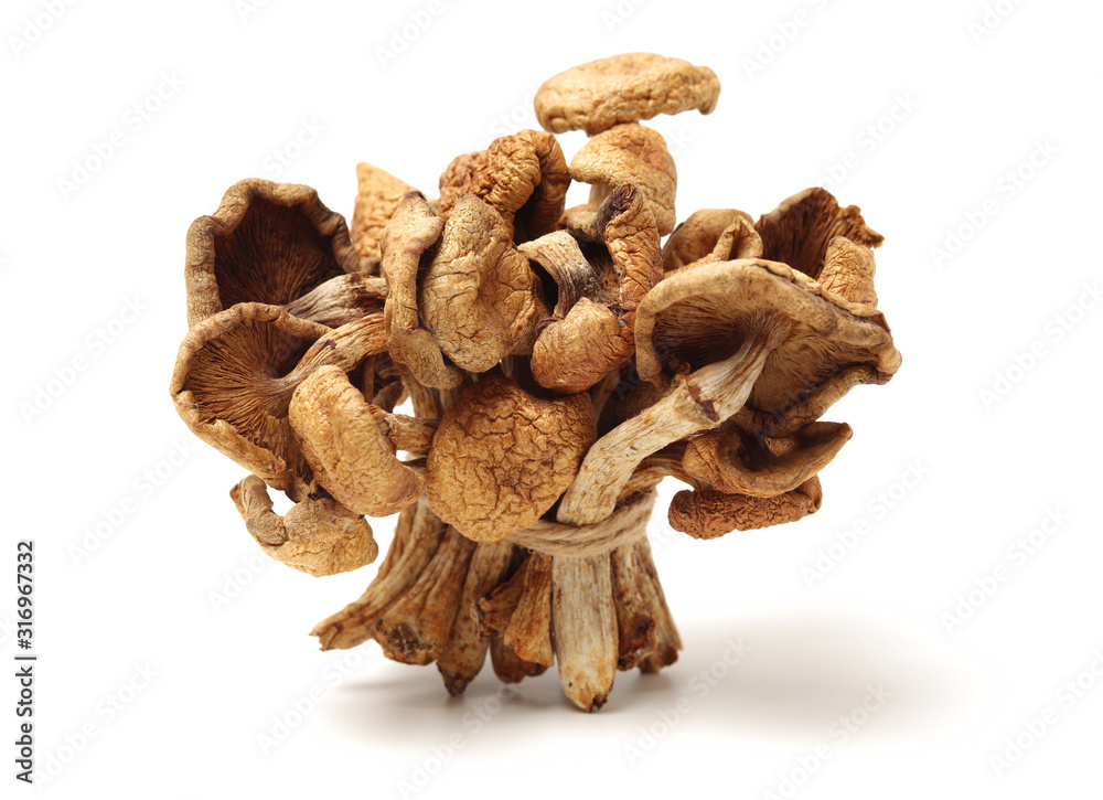 dried mushroom on white background dried mushroom on white background