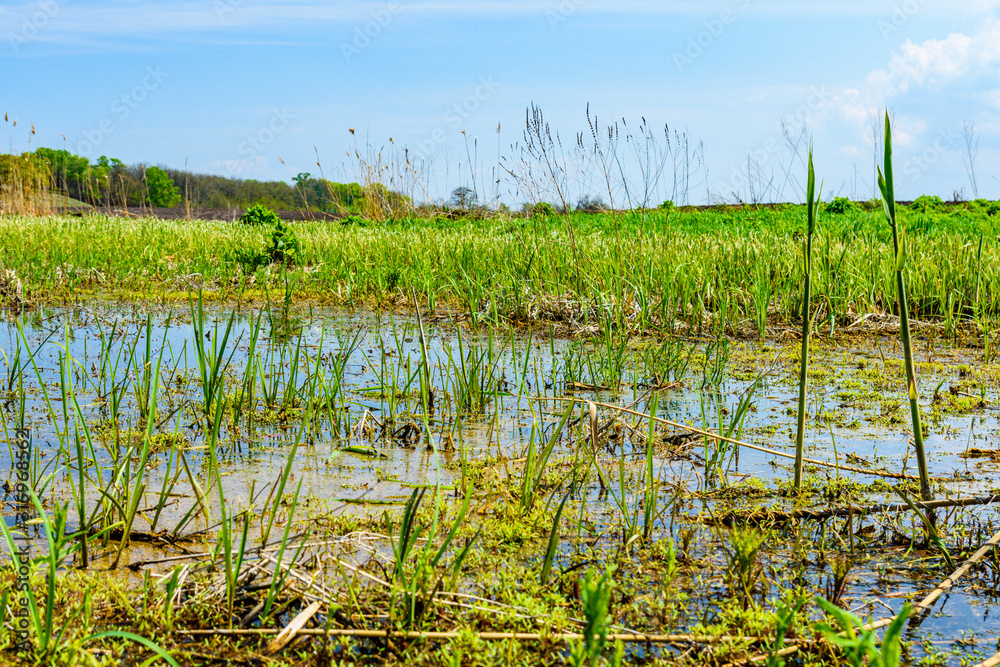 Obraz premium Bulrush plants in the swamp on summer
