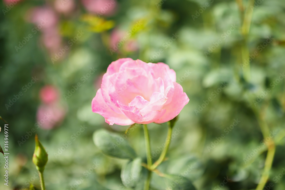 Beautiful pink roses flower in the garden Beautiful pink roses flower in the garden