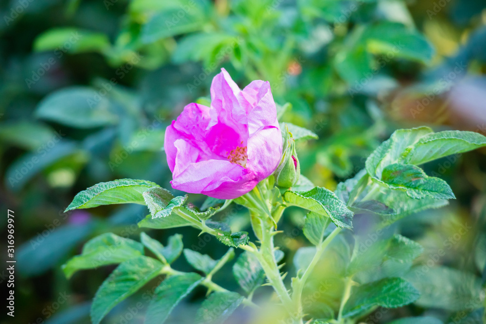 Beautiful wild roses flower in the garden Beautiful wild roses flower in the garden