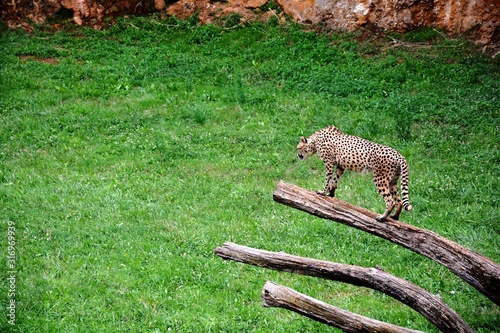 cheetah hunting in the field