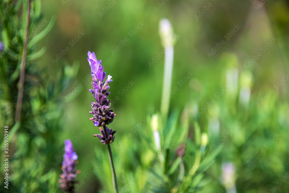 Lavender flower close up on a green blurred background Lavender flower close up on a green blurred background