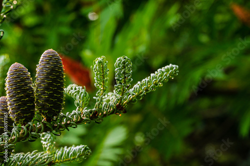 Abies koreana Silberlocke spruce branch with twisted silver needles and beautiful young blue cone on blurry background of evergreen garden. Selective focus. Nature concept for design. photo