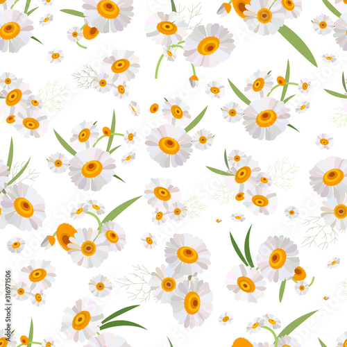 Spring chamomile flowers on a white background